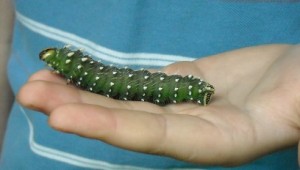 imperial caterpillar about to pupate